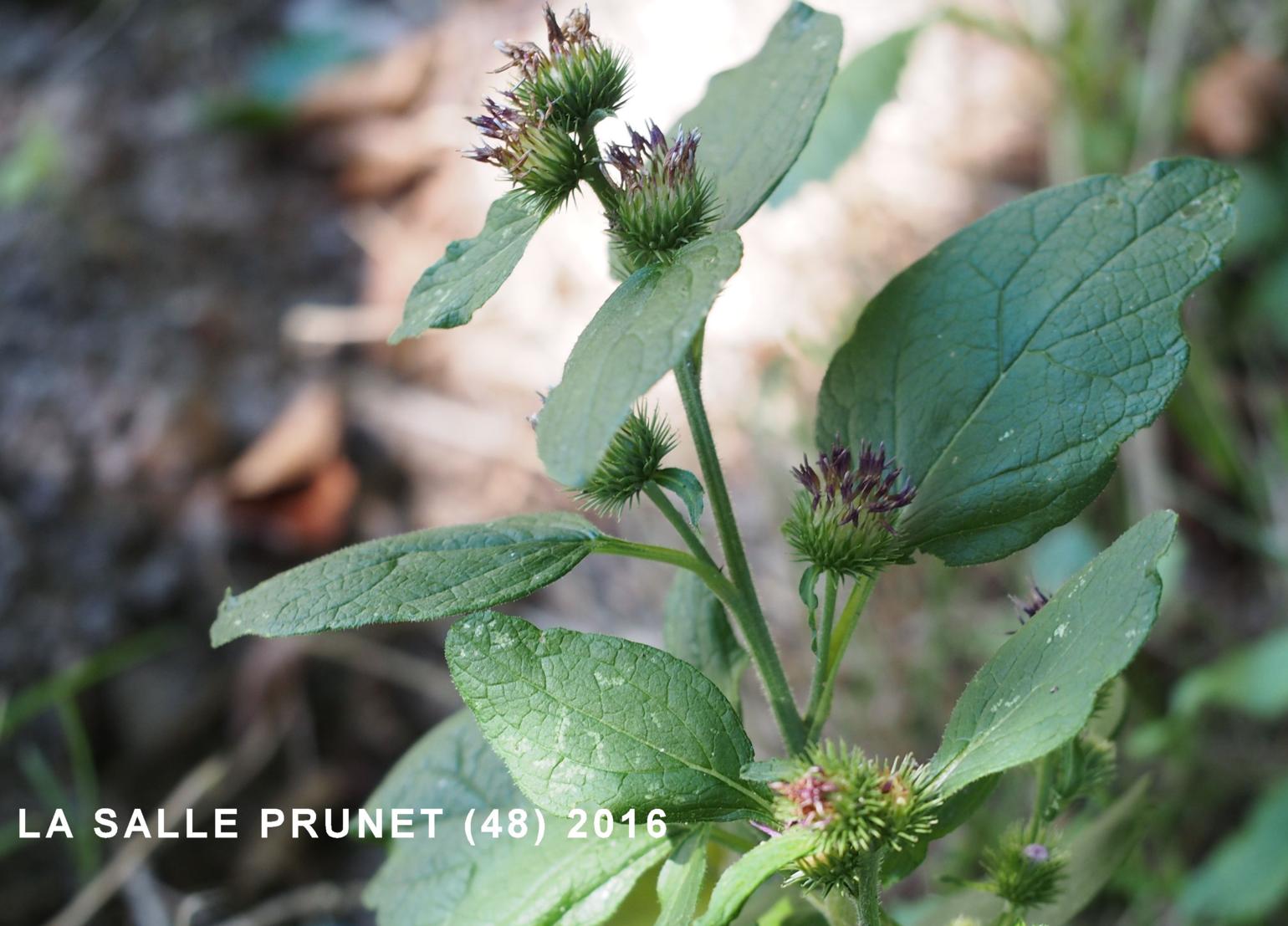 Burdock, Common